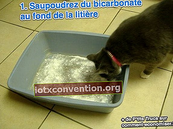 Cospargi il bicarbonato di sodio sul fondo della lettiera del tuo gatto