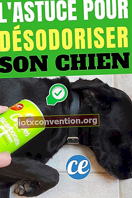 Anjing yang berbau busuk: bagaimana menghilangkan bau dengan baking soda