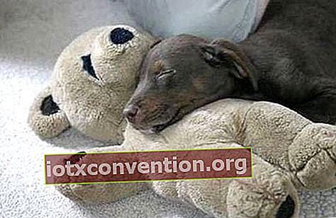 anak anjing kelabu tidur di atas mainan lembutnya
