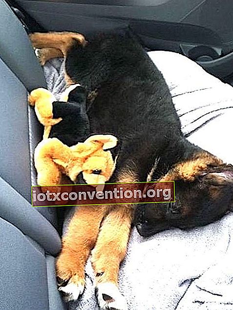 cucciolo che dorme in macchina con i suoi giocattoli