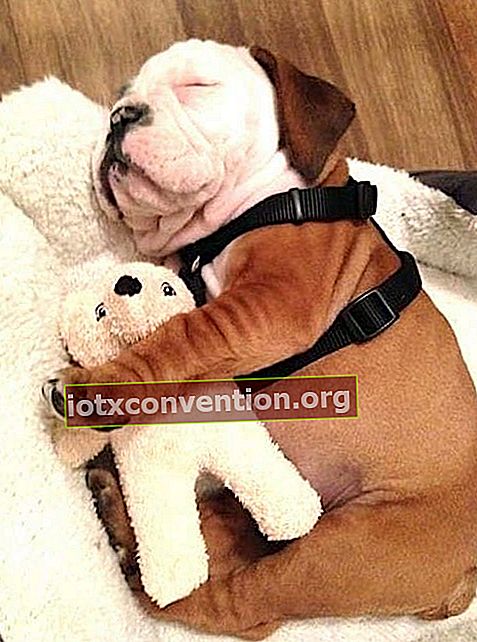 piccolo bulldog con il suo peluche