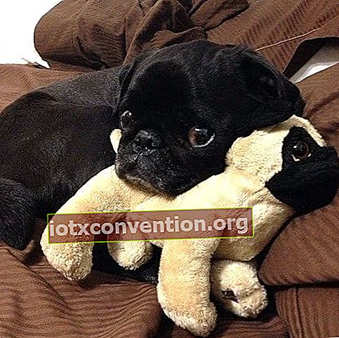 bayi bulldog hitam dengan mainan lembut berwarna krem