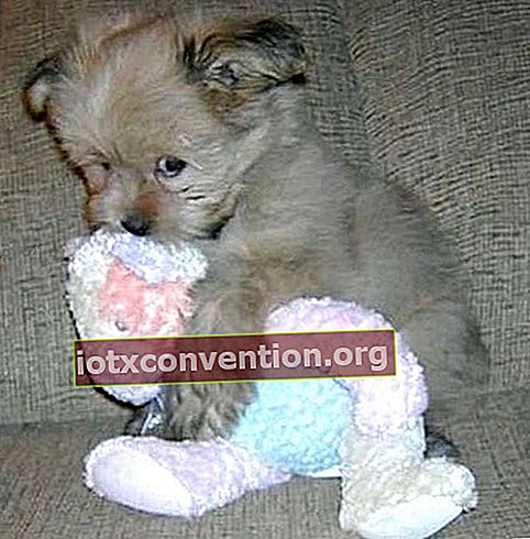 söt babyhund med vit mjuk leksak