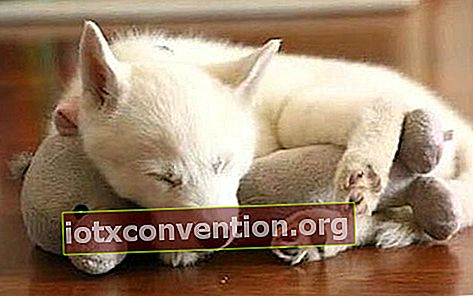 anak anjing putih comel sambil tidur dengan mainannya yang disumbat
