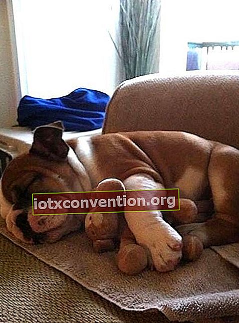 anak anjing bulldog tidur dengan mainan lembut kecil