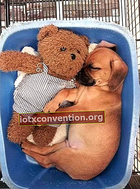 anak anjing tidur di dalam mangkuk dengan teddy bear