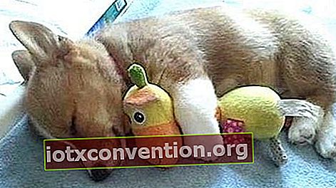 bayi anjing krem ​​tidur dengan mainan lembutnya