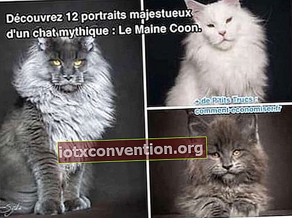 12 porträtt av gigantiska katter Maine Coon
