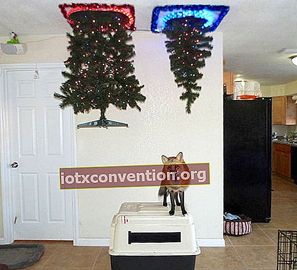 Weihnachtsbaum hängt von der Decke, damit er nicht vom Fuchs beschädigt wird