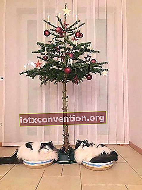 2 kucing putih dan hitam yang berada di bawah pokok Krismas yang telanjang