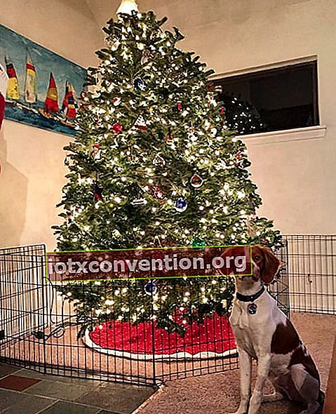 Weihnachtsbaum in einem Käfig, um ihn vor einem Hund zu schützen, der die Dekorationen frisst