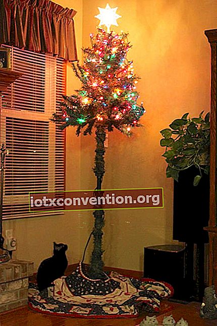 Piccolo albero di Natale nudo con una stella in cima per proteggerlo dal gatto nero