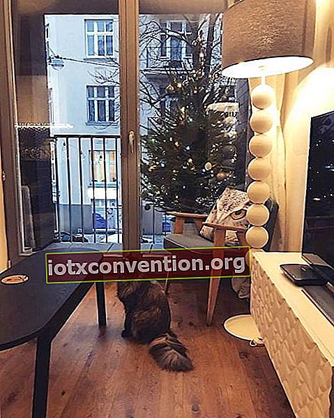 Weihnachtsbaum auf der Terrasse, damit die Katze ihn nicht fallen lässt