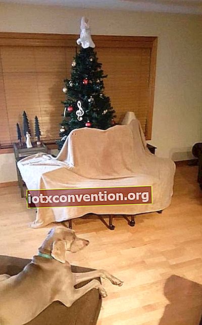 ต้นคริสต์มาสได้รับการปกป้องด้วยเก้าอี้เพื่อไม่ให้สุนัขปีนขึ้นไปบนนั้น