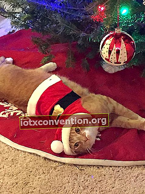 แมวที่ปลอมตัวเป็นซานตาคลอสขณะที่เขาปีนขึ้นไปบนต้นไม้