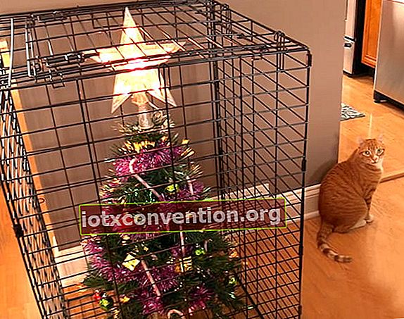 Weihnachtsbaum in einem Käfig, um ihn vor der Katze zu schützen
