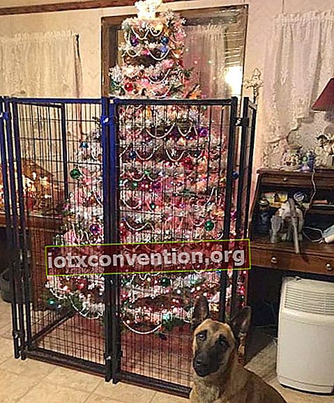 สุนัขตัวใหญ่หน้าต้นคริสต์มาสซึ่งอยู่ในกรงเพื่อปกป้องมัน