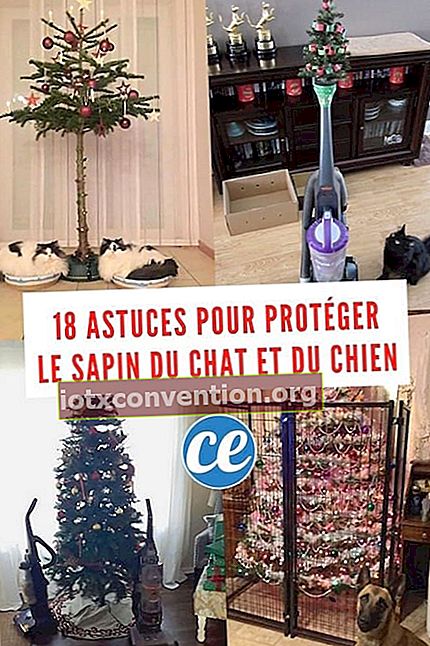 15 tips untuk melindungi pohon Natal dari anjing dan kucing