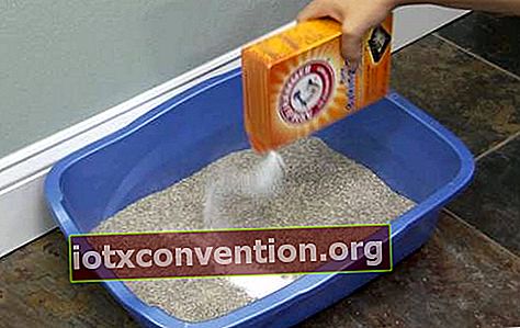 lavare la lettiera per gatti con il bicarbonato di sodio