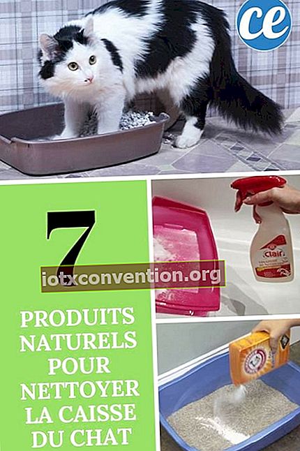 hur man rengör kattkattlådor naturligt