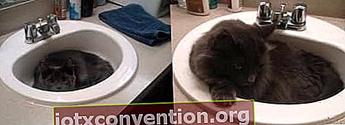 gatto grigio nel lavandino