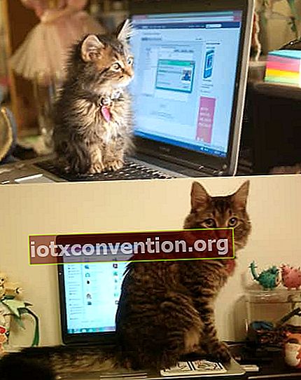 컴퓨터 키보드에 고양이