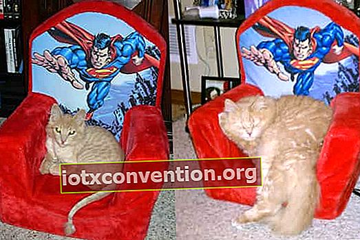 ingefära katt liggande på en super man fåtölj