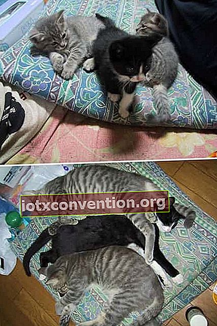 3 katter på en kudde