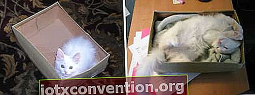 kucing putih dalam kotak