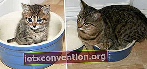 kucing abu-abu dalam mangkuk