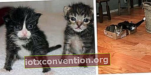 kucing bayi dan kucing dewasa di peti