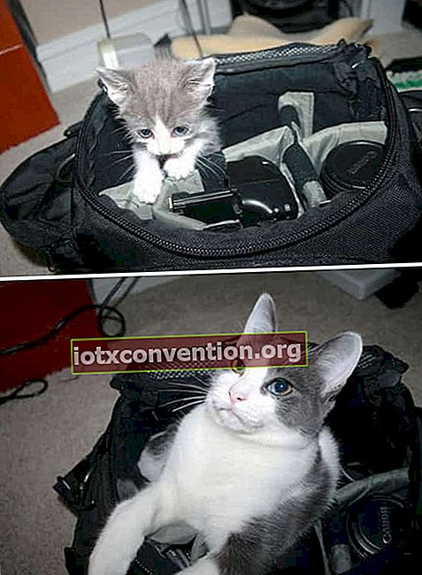 anak kucing di tas kamera