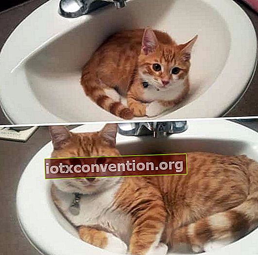 rote Katze im Waschbecken