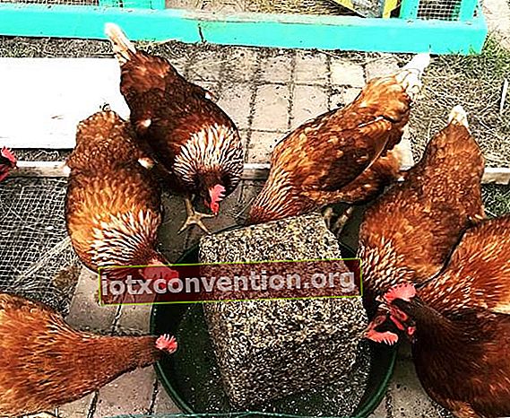 Rote Hühner, die einen DIY-Samenblock essen