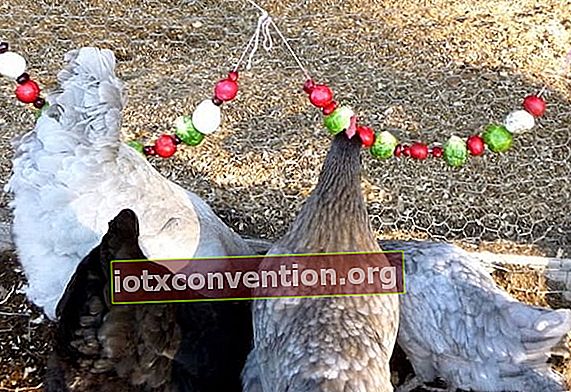 ayam makan buah digantung dengan tali