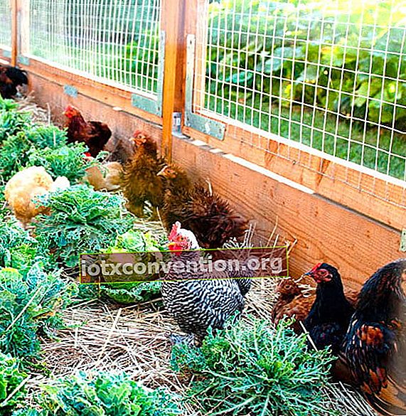 Hühner mit Kohl im Hühnerstall