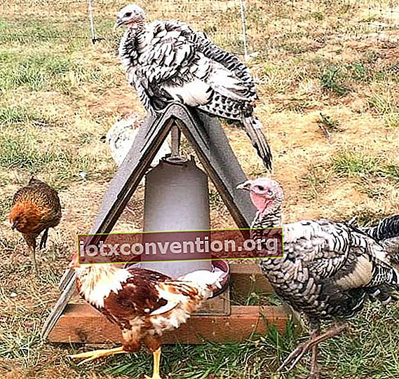 sonnengeschützter Hühnertrinker mit Fliesen