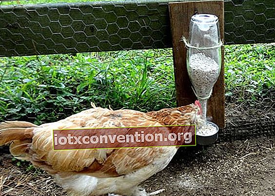 Hühner mit DIY Saatgutspender mit Weinflasche