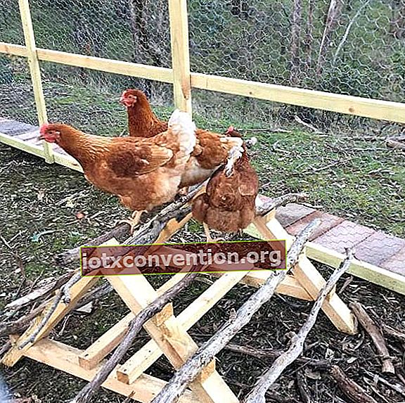 DIY Hühner auf einer Stange mit Zweigen