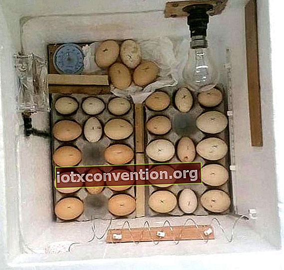 Inkubator telur ayam DIY untuk kandang ayam