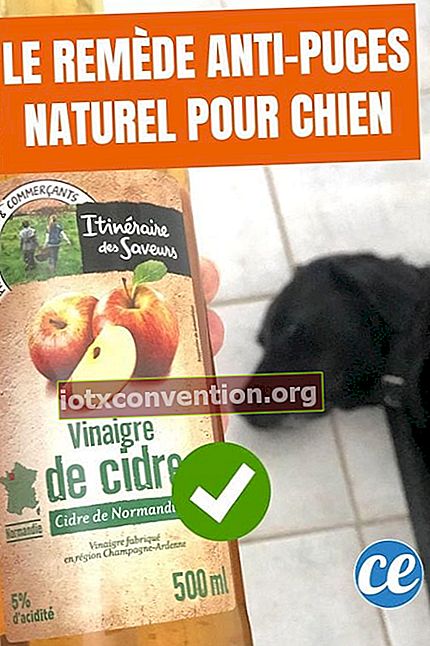 Cuka sari apel untuk membuat rawatan kutu semula jadi untuk anjing