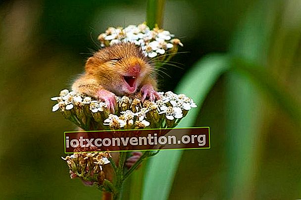 tikus kecil tersenyum di atas bunga