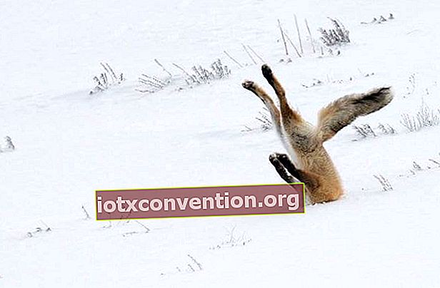 Fox dengan kepalanya di salji