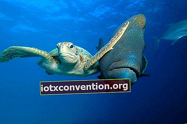 una tartaruga nell'oceano che prende a calci un pesce con la zampa