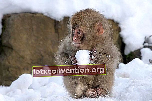 雪玉を作る猿