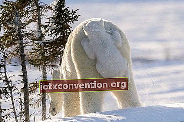 seekor teddy bear putih bayi menaiki punggung beruang kutub ibunya