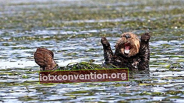 Ein Otter im Wasser, der lächelt und die Arme hebt