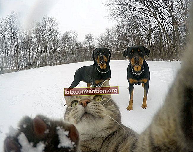 Selfie Cat macht bessere Selfies als Sie!