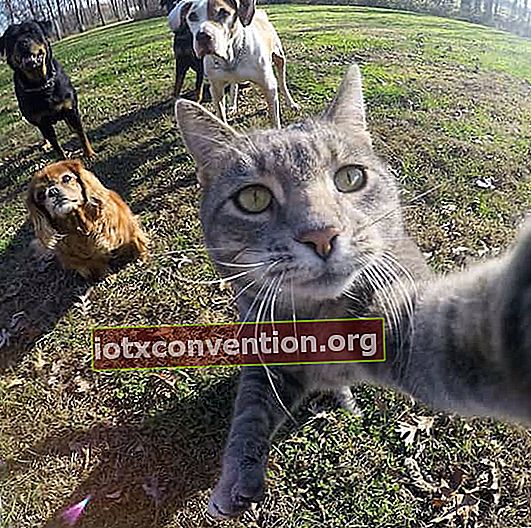 gatto prende selfie