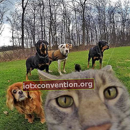 Katze und Hunde im Selfie-Foto